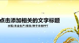 農業生產水稻豐收宣傳PPT模板